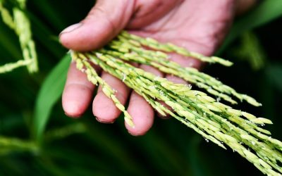 Cientistas chineses descobrem gene que protege o arroz contra o calor extremo