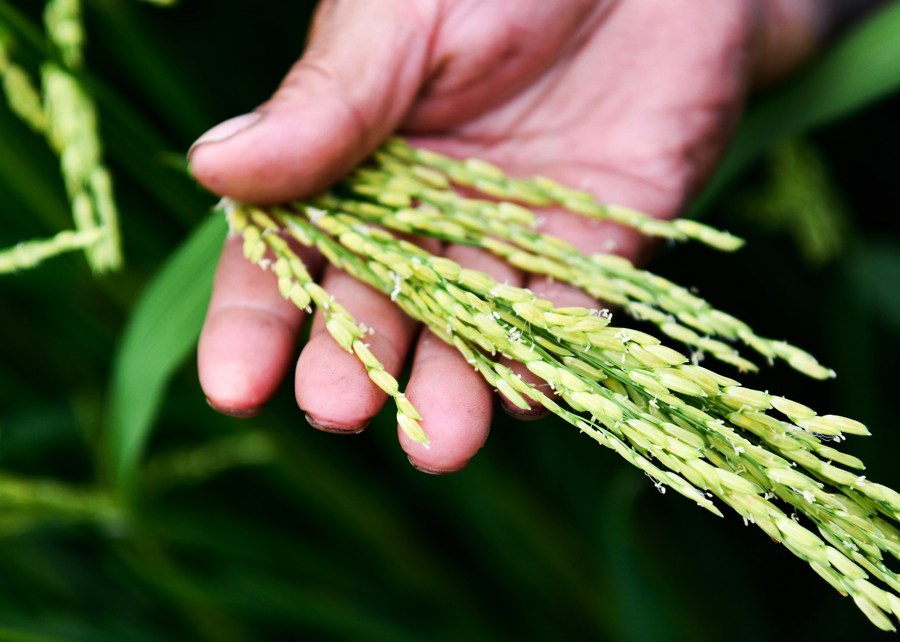 Cientistas chineses descobrem gene que protege o arroz contra o calor extremo